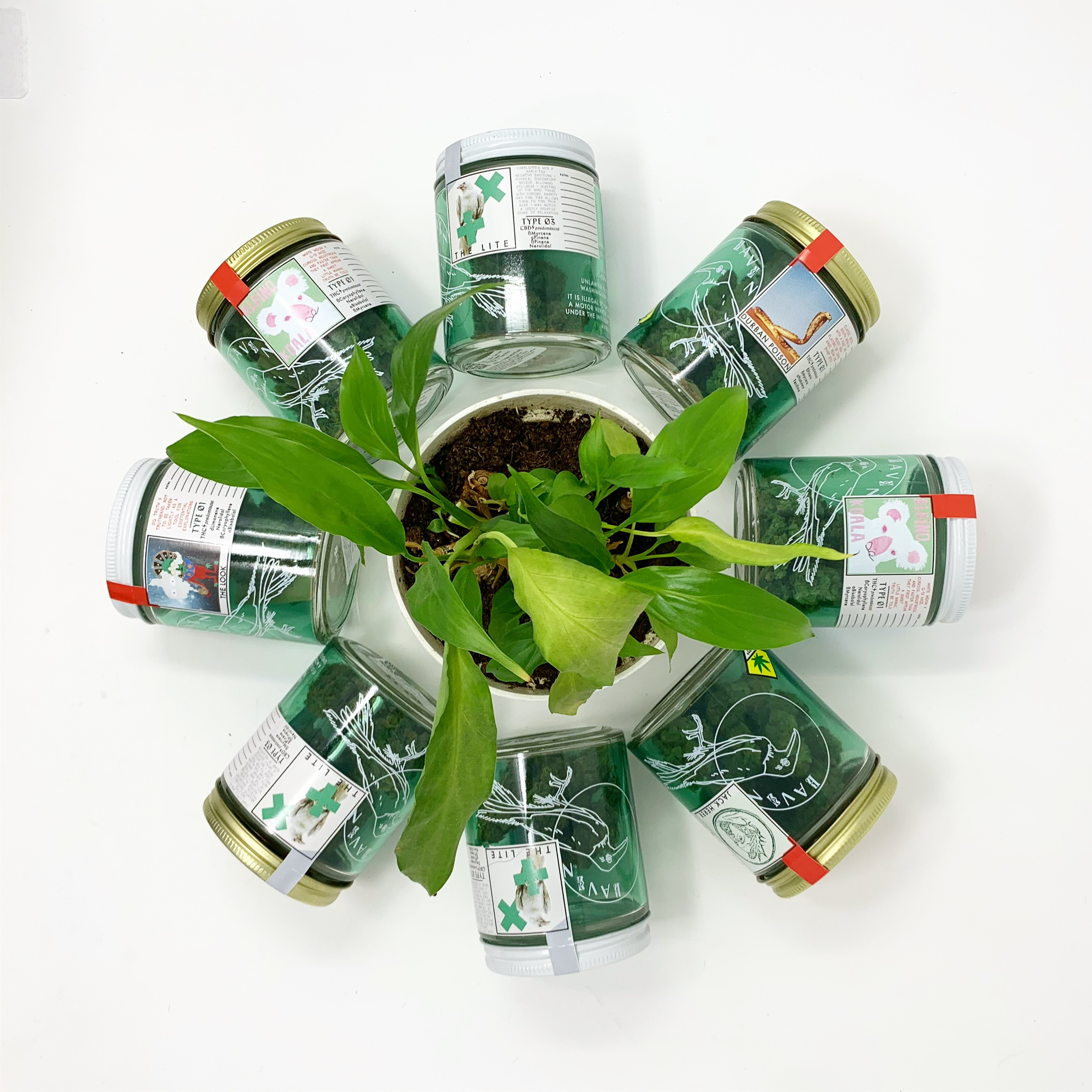 A beautiful shot of Raven Grass Jars